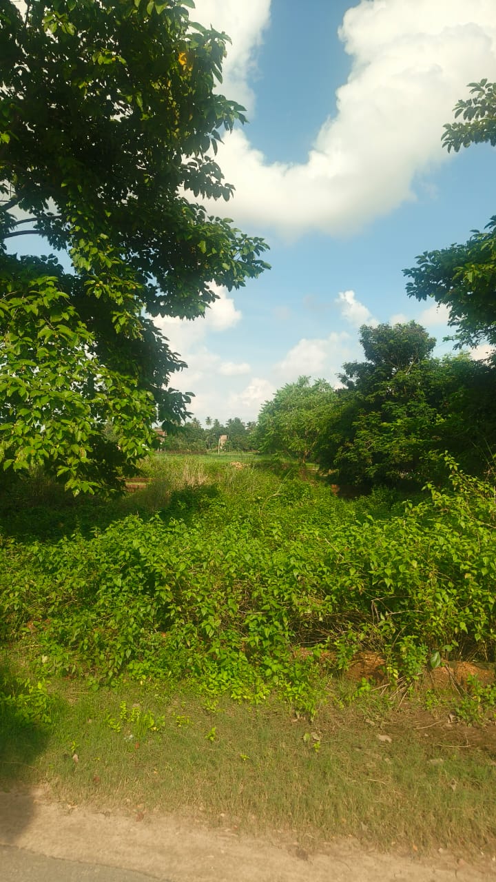 Layout Entrance Road
